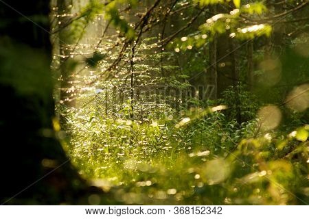 Light In The Forest In Apuseni Mountains Romania