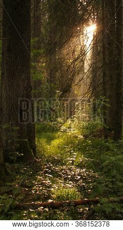 Light In Forest Trees In Apuseni Mountains Romania