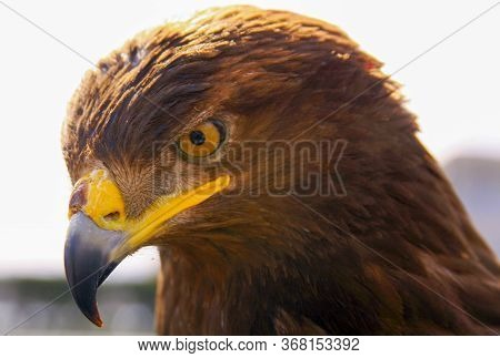 Falcon Portrait Head Looking Down At Prey