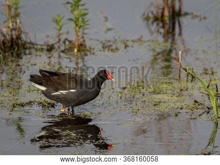Common Gallinule, Gallinula Galeata, Foraging In Calm Marsh In Spring
