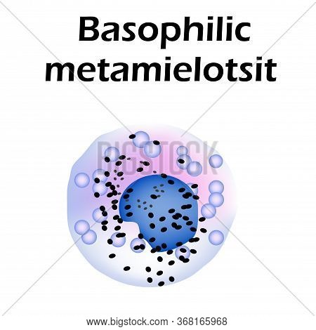 Basophils Structure. Basophils Blood Cells. Metamyelocytes. White Blood Cells. Leukocytes. Infograph
