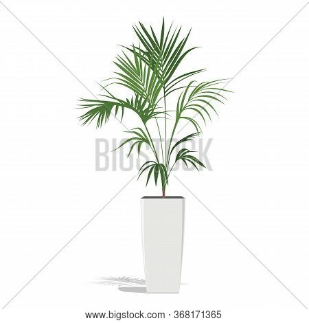 Decorative Palm In A Flower Pot. Green Howea Palm-tree In Flowerpot Isolated On White. Vector Illust