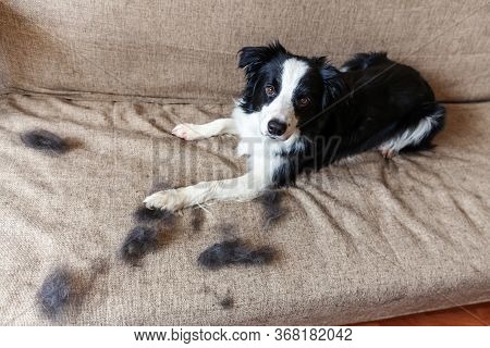 Funny Portrait Of Cute Puppy Dog Border Collie With Fur In Moulting Lying Down On Couch. Furry Littl