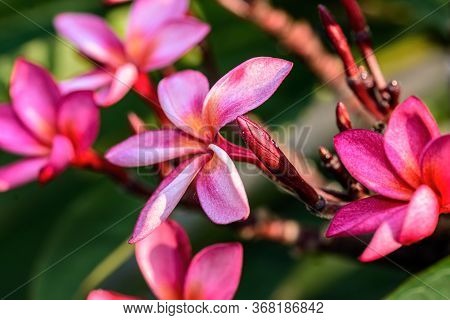 Close Up Of Pink Frangipani, Plumeria Sp Flower With Copy Space