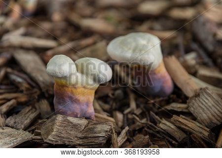Rare Medicinal Plant And Medicinal Mushroom - Shiny Lacquer Porling, Reishi