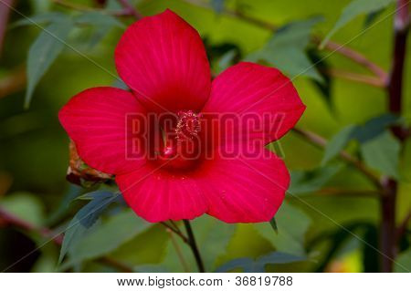 Punainen Hibiscus kukka vihreä Backgound