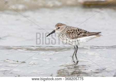 Shorebird Western Sandpiper At Richmond Bc Canada