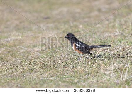 Spotted Towhee Bird At Richmond Bc Canada
