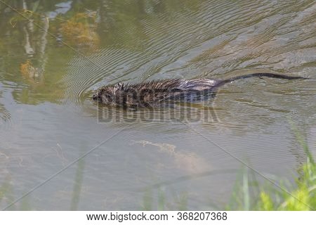 Muskrat, Medium-sized Semiaquatic Rodent At Delta Bc Canada