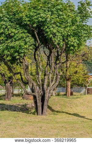 Several Small Trees Growing Together Into One Large Tree With Lush Green Leaves In Public Park.