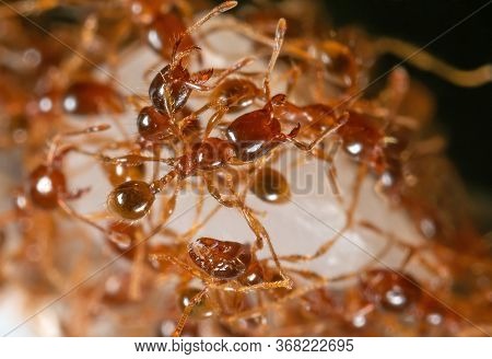 Macro Photography Of Group Of Pheidole Pallidula Ants Help Each Other To Transport Food
