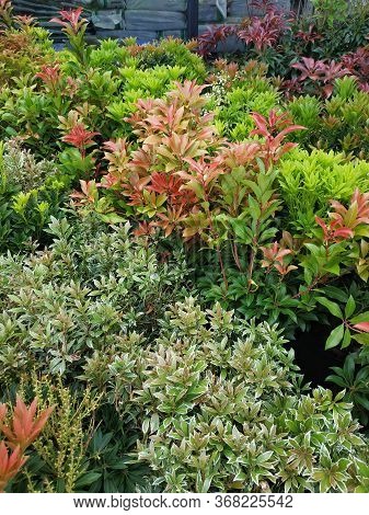 A Beautiful Mix Of Green Garden Plants. Plant Nurseries. Ornamental Plant In A Flower Shop. Vertical