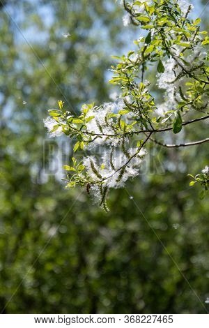 Cottonwood Tree Having  Masses Of Seeds With A Cottony Covering.   Vancouver Bc Canada