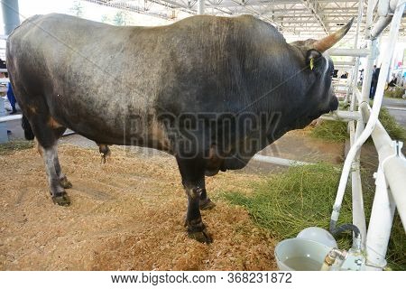 Corriente Cattle Breed Bull, Also Known As  Criollo Or Chinampo Cattle With Long Upcurving Horns Rai