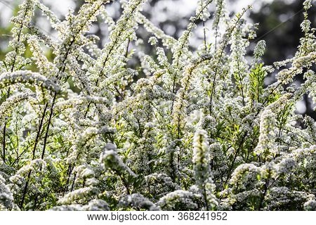 Thunberg Spirea (spiraea Thunbergii) Bush In Blossom. Background Of White Flowers