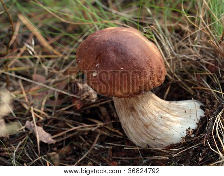 เห็ด: Boletus Edulis