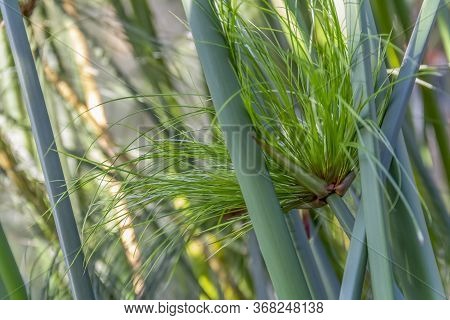 Full Frame Closeup Shot Showing Some Nile Grass Vegetation