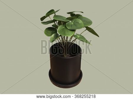 Pilea Peperomioides In A Black Ceramic Pot With Circular Green Leaves Isolated On A Brown Background