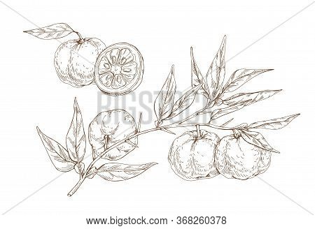 Hand Drawn Yuzu Citrus Monochrome Vector Engraving Illustration. Realistic Fruit On Branches With Le