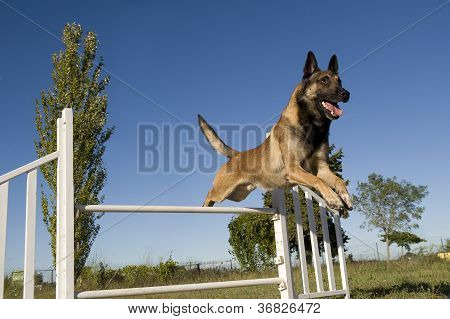 Skákání Malinois