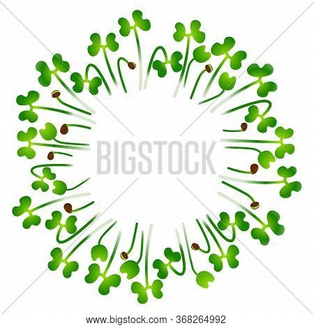 Microgreens Tatsoi. Arranged In A Circle. White Background