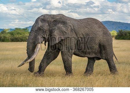 African Bush Elephant Walks Across Grassy Plain