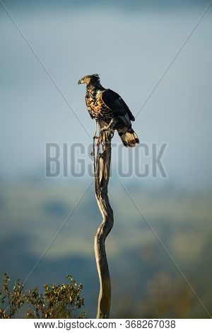 African Crowned Eagle On Long Thin Stump