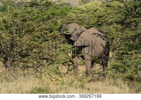 African Elephant Stands Browsing On Thick Bushes