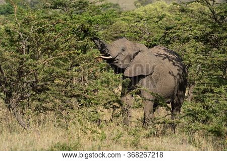 African Elephant Stands Lifting Trunk In Bushes