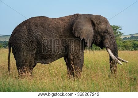 African Elephant Stands Still In Long Grass