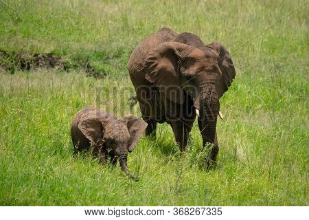 African Elephant With Baby Cross Long Grass