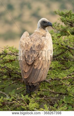 African White-backed Vulture In Thornbush Looking Right