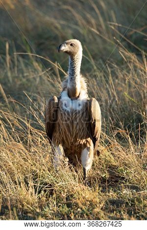 African White-backed Vulture Standing In Long Grass