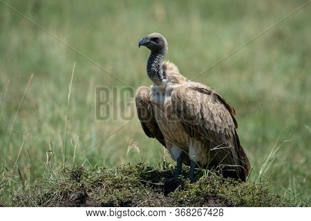 African White-backed Vulture Standing On Grassy Mound