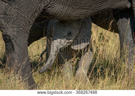 Baby Elephant Stands Under Mother In Grass