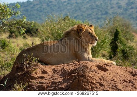 Backlit Male Lion Lies On Termite Mound