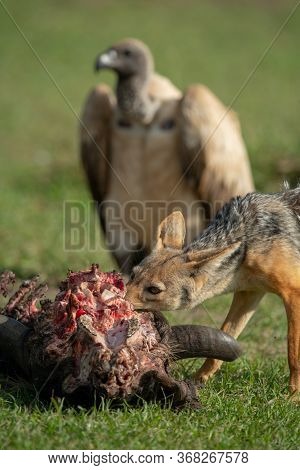 Black-backed Jackal Gnaws Carcase While Vulture Waits