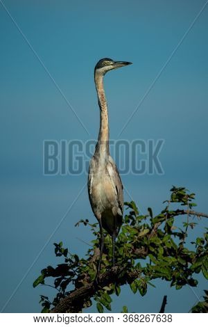 Black-headed Heron Perched On Bush Stretches Neck