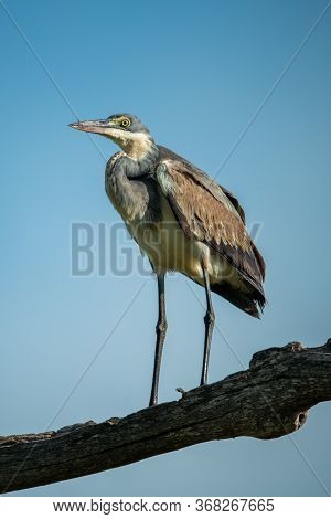 Black-headed Heron Stands On Branch In Sun