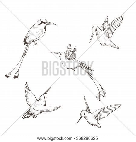 Hand Drawn Set With Hummingbird. Vector Illustration.