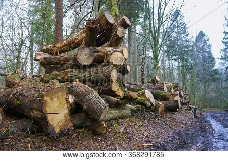 Felled Trees In A Stack, Logs From Felled Tree Trunks