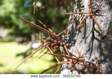 Large Sharp Brown Spines Grow On The Trunk Of An Acacia Tree.