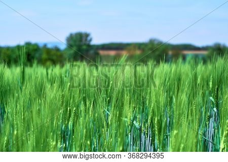 Fresh Green Cereal Field With Blue Sky In Spring Sunshine. Barley Grain Is Used For Flour, Barley Br