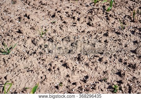 Artificial Nitrogen Fertilizer On Brown Soil. Large Field With White Mineral Fertilizer Balls - Urea