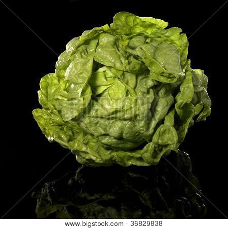 Vert tête de laitue