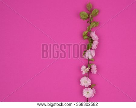 Blossoming Branch Of Almonds Decorative On A Pink Background.