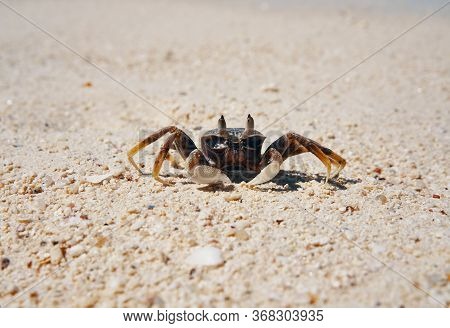 Crab On Sandy Beach On Tropical Island. Nature Background