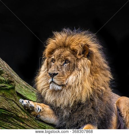 African Lion, The King Of The Savannah
