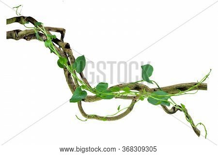 Circular Vine At The Roots Of Tropical Trees. Isolated On White Background With Clipping Path Includ