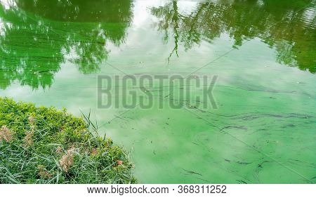 River With Beautiful Green Pollen Strukture Od It In Wroclaw City